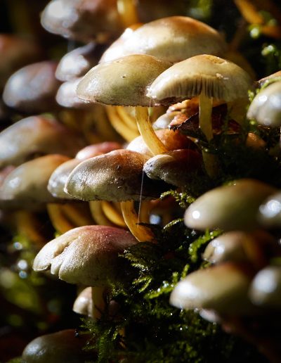 macro mushrooms