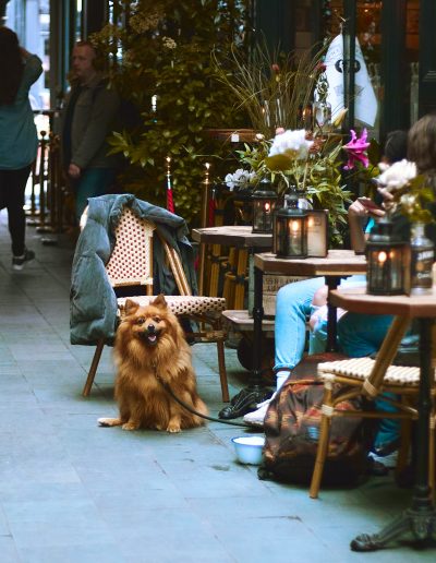 Dog looking towards camera